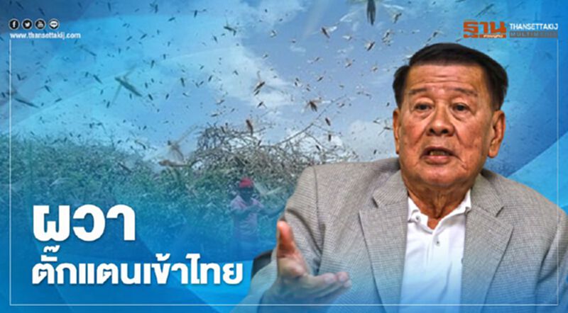 ผวาตั๊กแตนเข้าไทย ผวาตั๊กแตนเข้าไทย