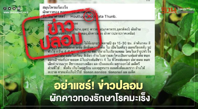 ข่าวปลอม อย่าแชร์! ผักคาวทองรักษาโรคมะเร็งได้ ข่าวปลอม อย่าแชร์! ผักคาวทองรักษาโรคมะเร็งได้
