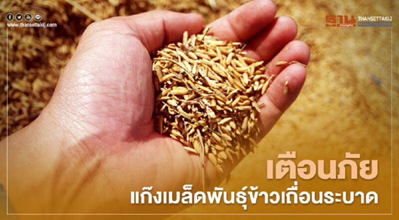 เตือนภัยแก๊งเมล็ดพันธุ์ข้าวเถื่อนระบาด เตือนภัยแก๊งเมล็ดพันธุ์ข้าวเถื่อนระบาด