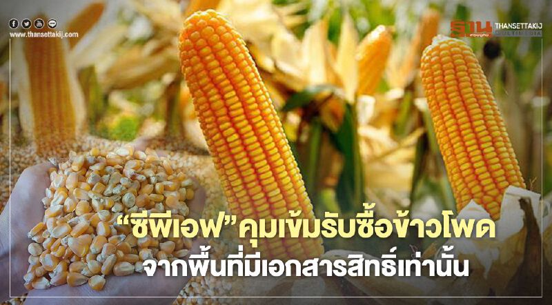 “ซีพีเอฟ”คุมเข้มรับซื้อข้าวโพด จากพื้นที่มีเอกสารสิทธิ์เท่านั้น