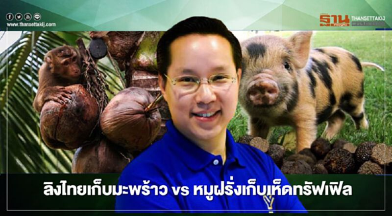 ลิงไทยเก็บมะพร้าว vs หมูฝรั่งเก็บเห็ดทรัฟเฟิล ลิงไทยเก็บมะพร้าว vs หมูฝรั่งเก็บเห็ดทรัฟเฟิล