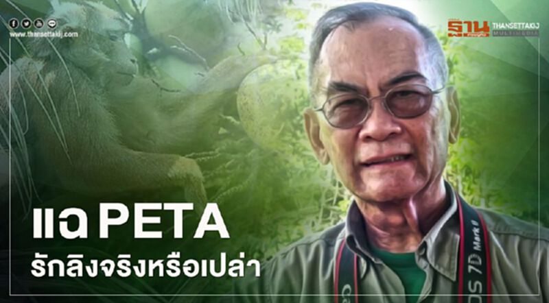 ปม "ลิงเก็บมะพร้าว" เดือด "ปองพล" ขุดคดี PETA ย้อนถามรักลิงจริงหรือ ปม "ลิงเก็บมะพร้าว" เดือด "ปองพล" ขุดคดี PETA ย้อนถามรักลิงจริงหรือ