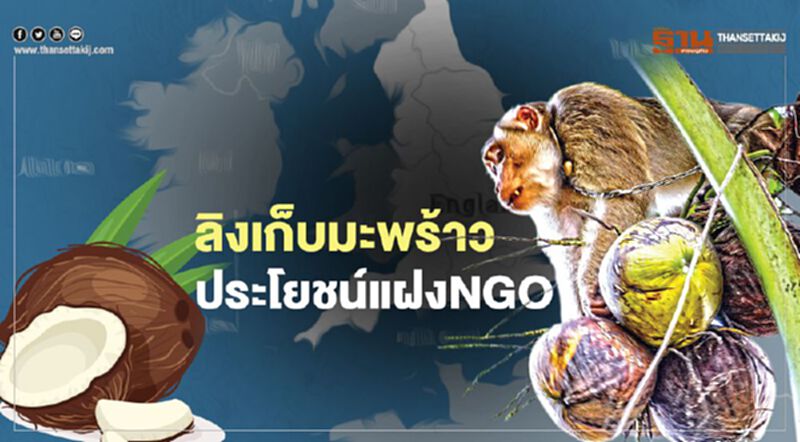 ลิงเก็บมะพร้าว ประโยชน์แฝง NGO ลิงเก็บมะพร้าว ประโยชน์แฝง NGO