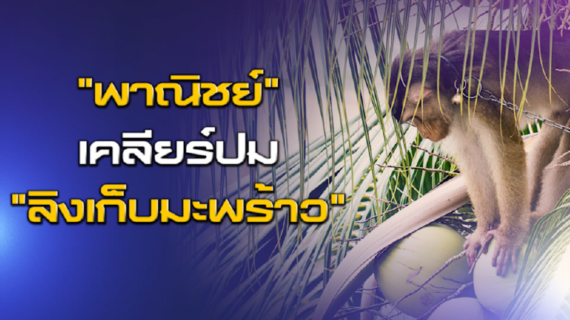 NEWSROOM 08-07-63 "พาณิชย์" เคลียร์ปม "ลิงเก็บมะพร้าว"