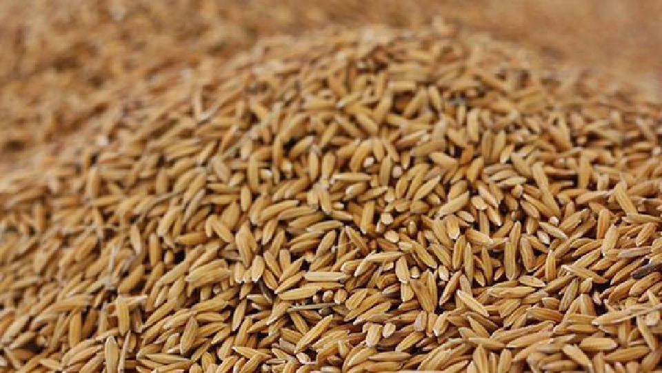 “กรมการข้าว”  เฟ้นหาสุดยอดข้าวไทยทวงแชมป์โลก