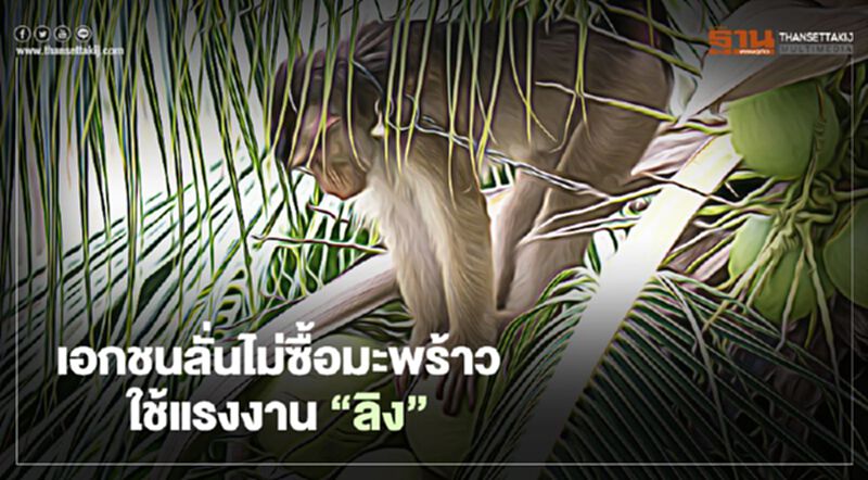 เอกชนลั่นไม่ซื้อมะพร้าว ใช้แรงงาน “ลิงเก็บมะพร้าว” เอกชนลั่นไม่ซื้อมะพร้าว ใช้แรงงาน “ลิงเก็บมะพร้าว”