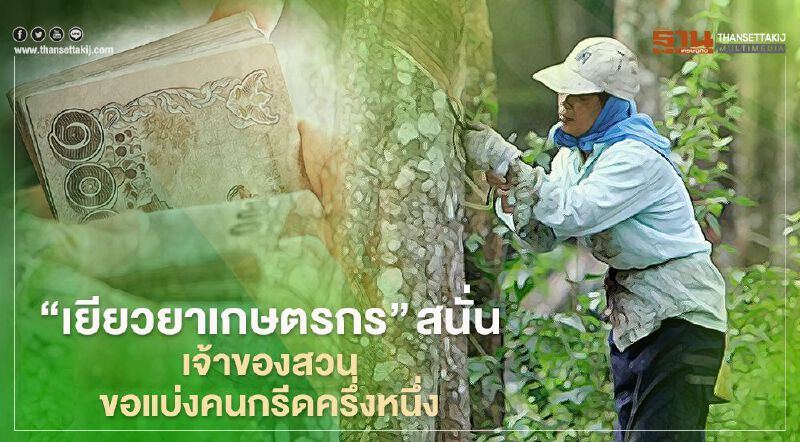“เยียวยาเกษตรกร” สนั่นเจ้าของสวนยางขอแบ่งคนกรีดครึ่งหนึ่ง เอี่ยว เยียวยา โควิด