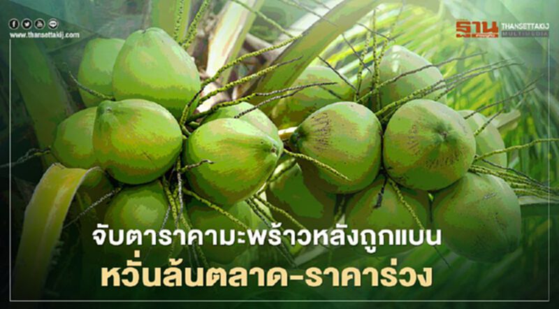 จับตาราคามะพร้าวหลังถูกแบน หวั่นล้นตลาด-ราคาร่วง จับตาราคามะพร้าวหลังถูกแบน หวั่นล้นตลาด-ราคาร่วง