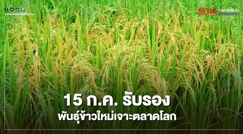 15 ก.ค. "กรมการข้าว" รับรองพันธุ์ข้าวใหม่เจาะตลาดโลก