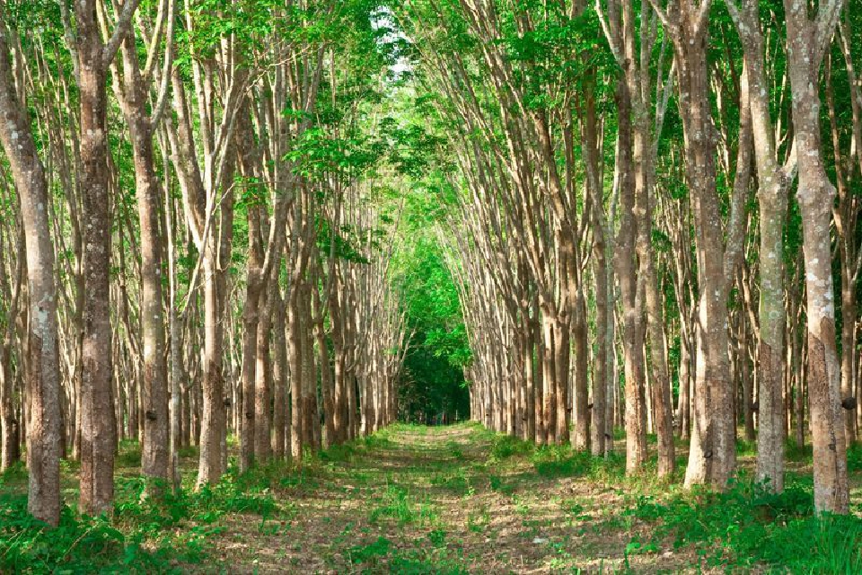 กังขาใช้ถุงมือยางธรรมชาติแพ้โปรตีน ทำไม “ถุงยางอนามัย” ใช้ได้