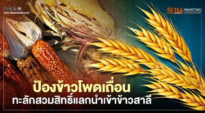 ป้องข้าวโพดเถื่อนทะลักสวมสิทธิ์แลกนำเข้าข้าวสาลี ป้องข้าวโพดเถื่อนทะลักสวมสิทธิ์แลกนำเข้าข้าวสาลี