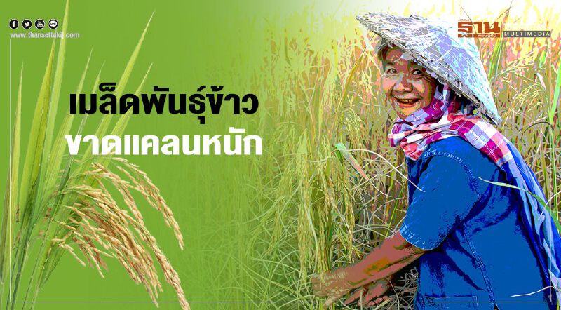 เมล็ดพันธุ์ข้าวขาดแคลนหนัก  สั่งคุมเข้มผู้ค้าเอาเปรียบชาวนา