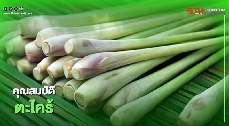 ทำความรู้จัก “ตะไคร้” หลังจ่อถูกขึ้นทะเบียนเป็นวัตถุอันตราย