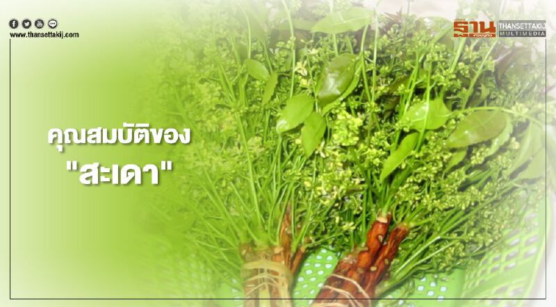 “สะเดา” 1 ใน 13 สมุนไพร จ่อขึ้นวัตถุอันตราย