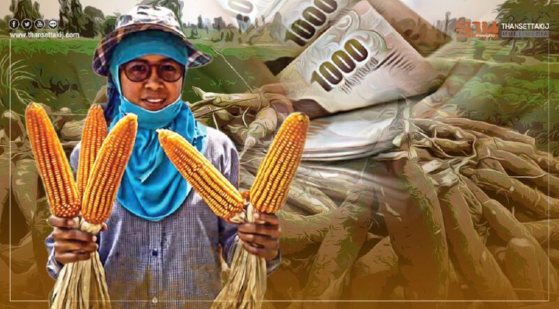 ชงครม.เคาะเยียวยาเกษตรกร ประกันรายได้ข้าวโพด– มันสำปะหลัง 