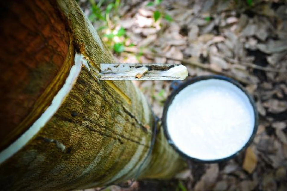 เปิดโมเดลใหม่ คำนวณต้นทุนยางพาราไทยแม่นยำ