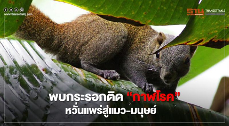 รัฐโคโลราโดพบกระรอกติด“กาฬโรค” หวั่นแพร่สู่แมว-มนุษย์ รัฐโคโลราโดพบกระรอกติด“กาฬโรค” หวั่นแพร่สู่แมว-มนุษย์