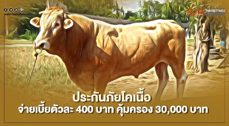 เริ่มแล้ว ประกันภัยโคเนื้อ จ่ายเบี้ย 400 บาท คุ้มครอง 30,000 บาท เริ่มแล้ว ประกันภัยโคเนื้อ จ่ายเบี้ย 400 บาท คุ้มครอง 30,000 บาท