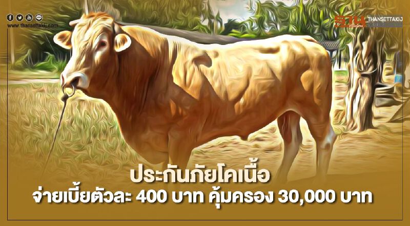 เริ่มแล้ว ประกันภัยโคเนื้อ จ่ายเบี้ย 400 บาท คุ้มครอง 30,000 บาท เริ่มแล้ว ประกันภัยโคเนื้อ จ่ายเบี้ย 400 บาท คุ้มครอง 30,000 บาท