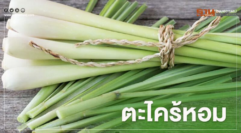 รู้จัก "ตะไคร้หอม" พืชที่ถูกขึ้นทะเบียนวัตถุอันตราย