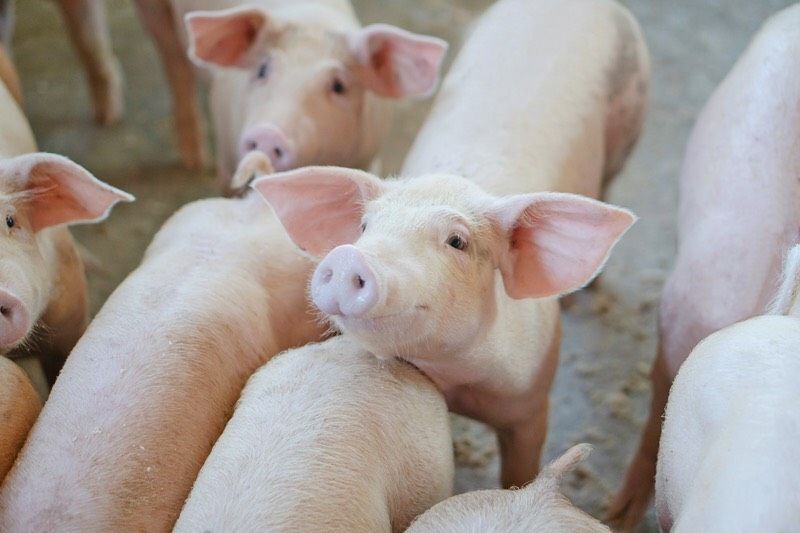 ดีเดย์ขายทุกภาค 7 ส.ค. เนื้อหมูถูกโลละ130