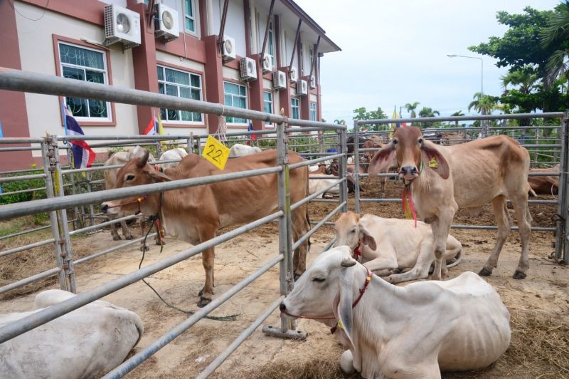 “ธรรมนัส” ลุยปศุสัตว์เคลื่อนที่ เฉลิมพระเกียรติฯ 5 อำเภอเชียงราย