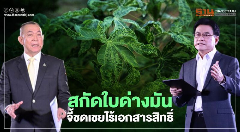 “พาณิชย์-เกษตร” เร่งแก้ใบด่างมัน จี้จ่ายชดเชยไร้เอกสารสิทธิ์ไร่ละ 3 พัน