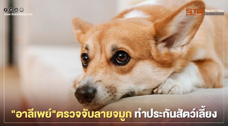 "อาลีเพย์" ใช้เทคโนโลยีตรวจจับลายจมูก ทำประกันสัตว์เลี้ยง "อาลีเพย์" ใช้เทคโนโลยีตรวจจับลายจมูก ทำประกันสัตว์เลี้ยง