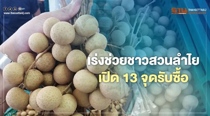 เร่งช่วยชาวสวนลำไย เปิด13จุดรับซื้อ เร่งช่วยชาวสวนลำไย เปิด13จุดรับซื้อ