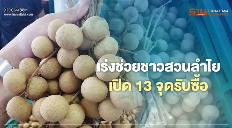 เร่งช่วยชาวสวนลำไย  เปิด13จุดรับซื้อ