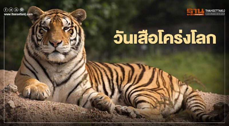 กรมอุทยานฯ จัดงาน"วันเสือโคร่งโลก" กรมอุทยานฯ จัดงาน"วันเสือโคร่งโลก"