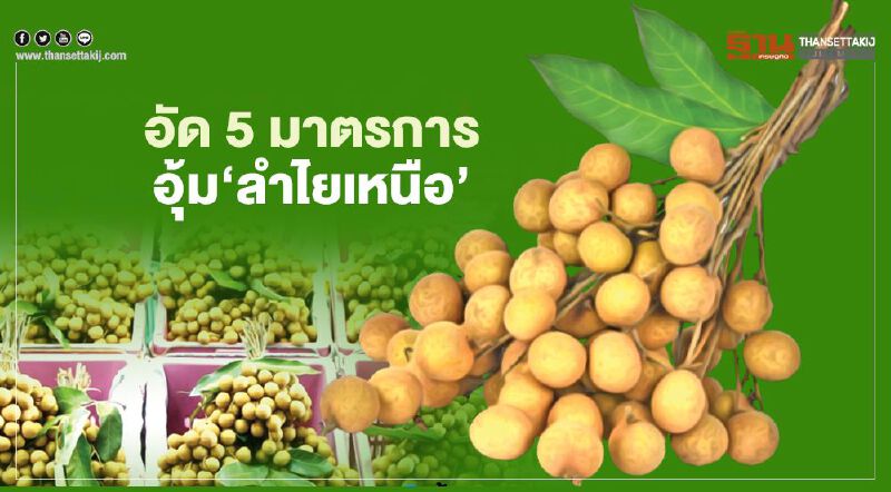 อัด 5 มาตรการอุ้ม‘ลำไยเหนือ’
