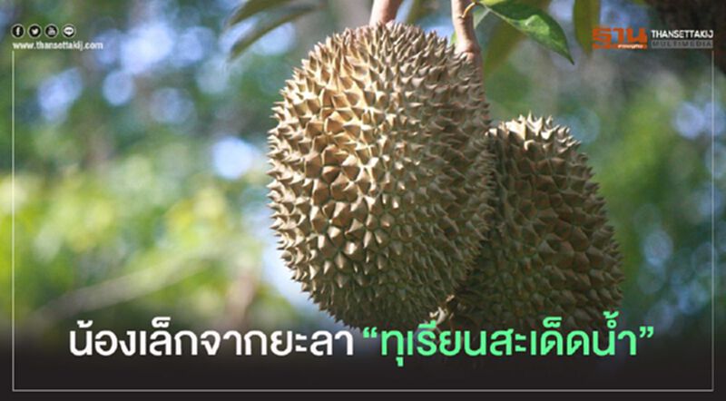 น้องเล็กจากยะลา"ทุเรียนสะเด็ดน้ำ" น้องเล็กจากยะลา"ทุเรียนสะเด็ดน้ำ"