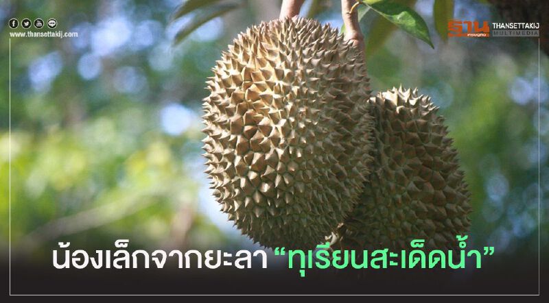  น้องเล็กจากยะลา"ทุเรียนสะเด็ดน้ำ"     