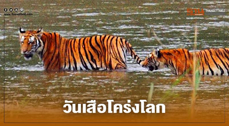 พรุ่งนี้วันเสือโคร่งโลก พรุ่งนี้วันเสือโคร่งโลก