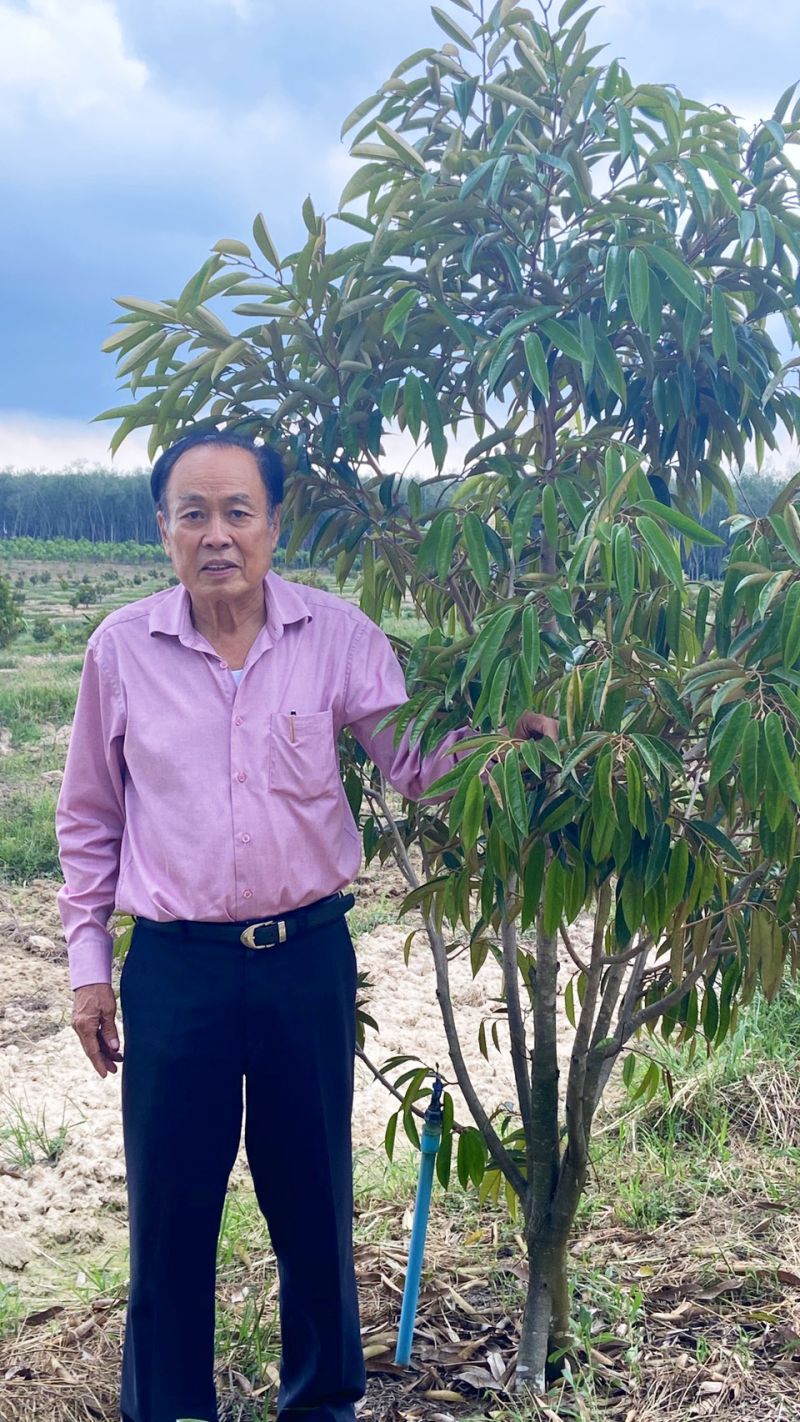 “นักธุรกิจสะเดา”      แห่โค่นยางหันสร้างเมืองทุเรียน