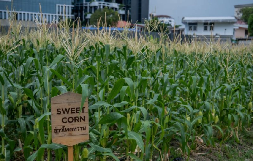 SANSIRI BACKYARD ต่อยอดพื้นที่สีเขียว “กินได้”