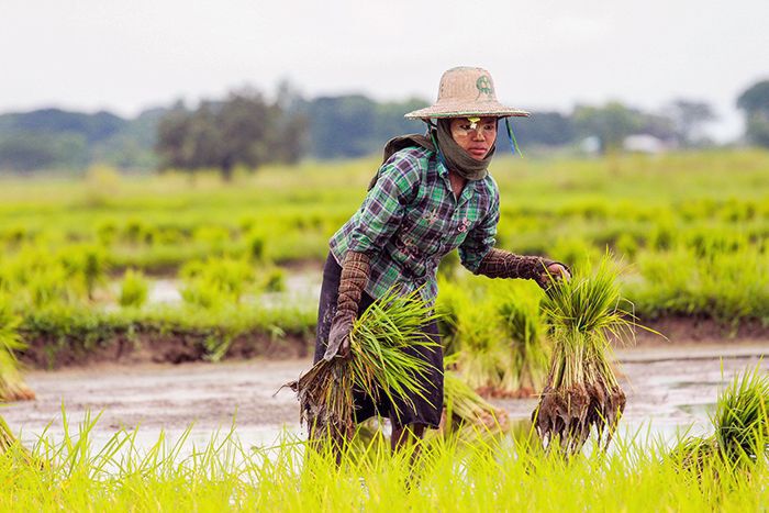“เมียนมา”ปรับขึ้นราคาข้าวขั้นต่ำ เล็งเป้าส่งออกปีหน้า 2.5-3 ล้านตัน