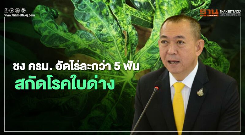 ชง ครม. จัดหนักอัดไร่ละกว่า 5 พัน สกัดโรคใบด่าง
