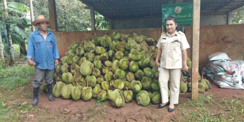 เศร้า พายุถล่มทุเรียนร่วงเสียหายเกลื่อน