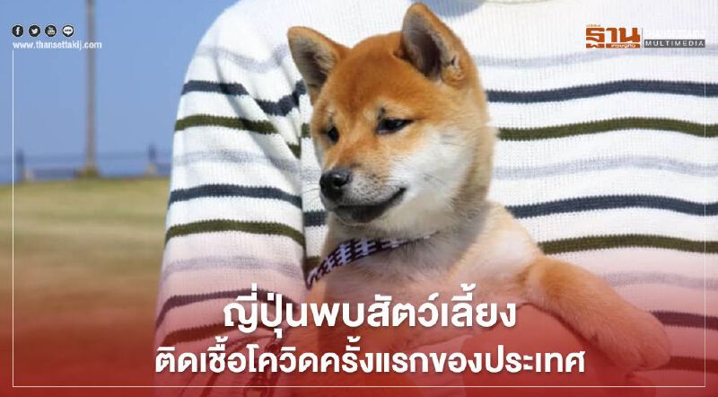 ญี่ปุ่นพบสัตว์เลี้ยงติดเชื้อ "โควิด" ครั้งแรกของประเทศ