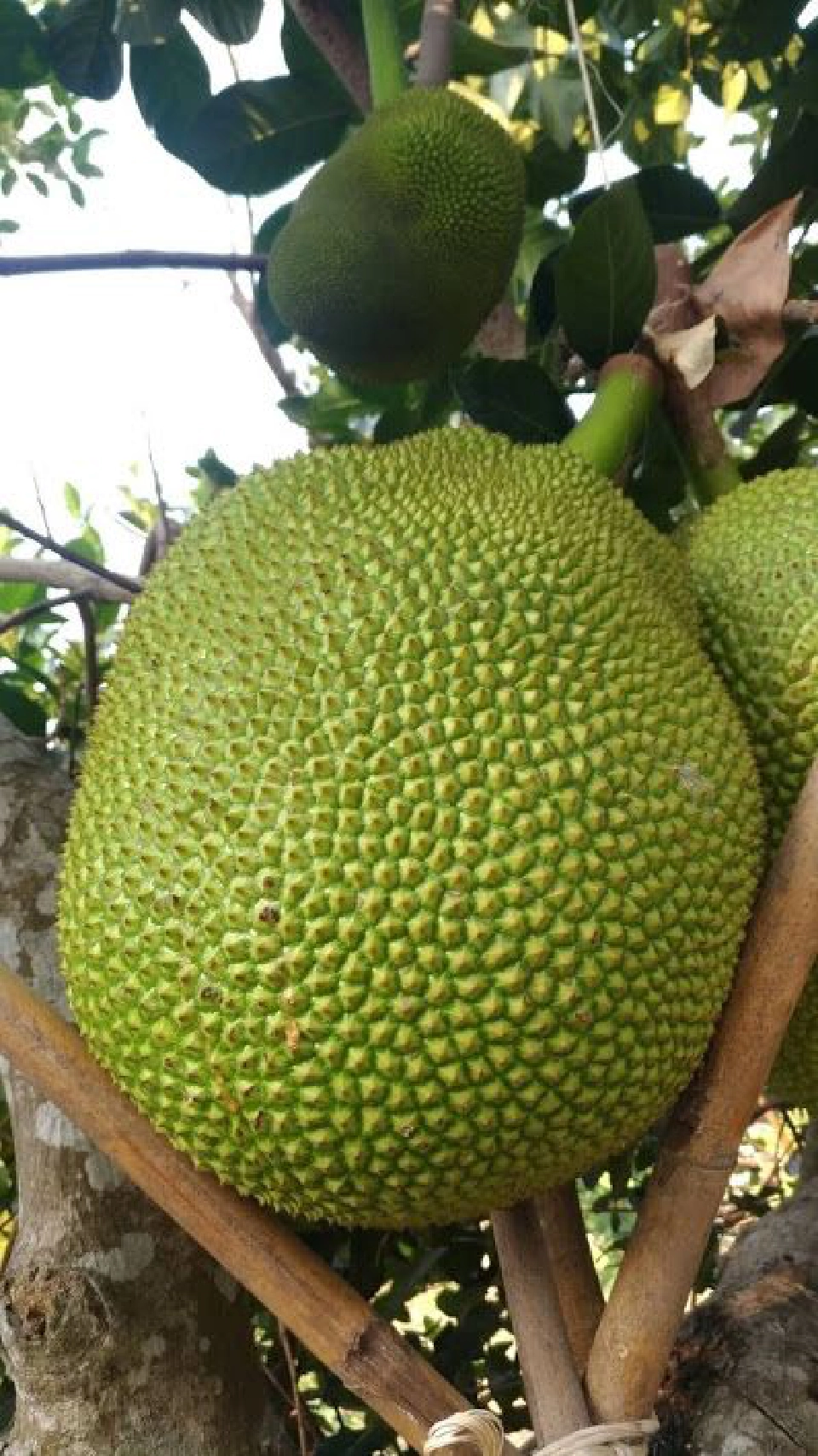 “ขนุน”  ม้ามืดโตไวแดนมังกร  