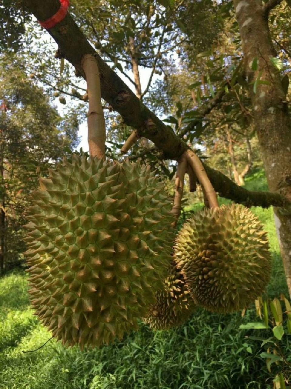 ไทยนำอาเซียนหารือจีนเปิดตลาดเสรี