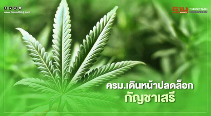 ครม.เดินหน้าปลดล็อกกัญชาเสรี ครม.เดินหน้าปลดล็อกกัญชาเสรี