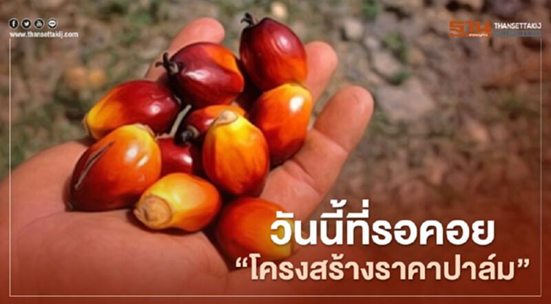วันนี้ที่รอคอย “โครงสร้างราคาปาล์ม” วันนี้ที่รอคอย “โครงสร้างราคาปาล์ม”