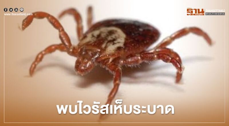 จีนผวา! พบไวรัสเห็บระบาดเสียชีวิตแล้ว 7 ราย จีนผวา! พบไวรัสเห็บระบาดเสียชีวิตแล้ว 7 ราย