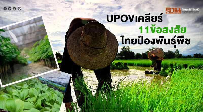 UPOVเคลียร์ 11ข้อสงสัย ไทยป้องพันธุ์พืช UPOVเคลียร์ 11ข้อสงสัย ไทยป้องพันธุ์พืช