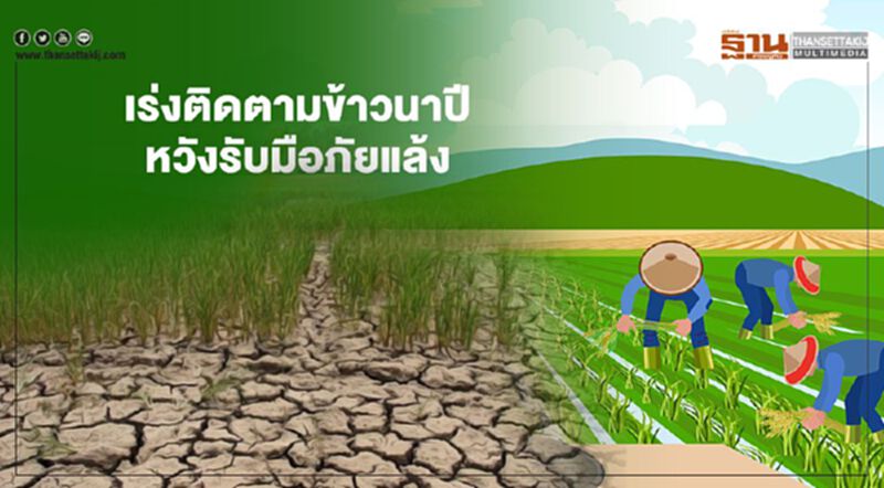 พาณิชย์บุรีรัมย์ เร่งติดตามข้าวนาปี หวังรับมือภัยแล้ง พาณิชย์บุรีรัมย์ เร่งติดตามข้าวนาปี หวังรับมือภัยแล้ง