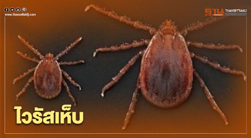 ทำความรู้จัก “ไวรัสเห็บ” โรคร้ายไวรัสตัวใหม่ ทำความรู้จัก “ไวรัสเห็บ” โรคร้ายไวรัสตัวใหม่