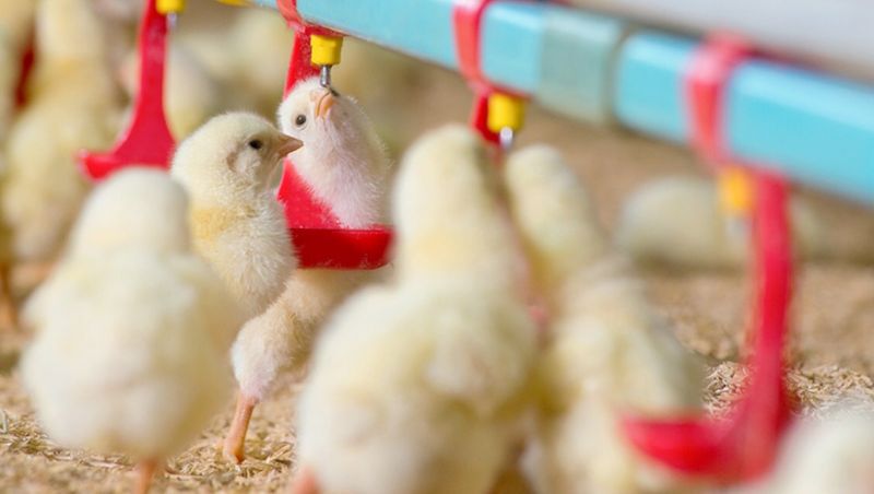 ข่าวปลอม “หมู-ไก่”เป็นเอดส์ จี้ลากไอ้โม่งมาลงโทษ